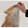 Стикер 19 Foxes