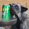Стикер 31 Foxes