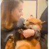 Стикер 7 Foxes