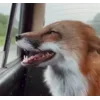 Стикер 8 Foxes