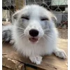 Стикер 14 Foxes