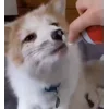 Стикер 6 Foxes