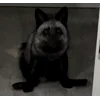 Стикер 50 Foxes