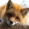 Стикер 47 Foxes
