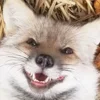 Стикер 39 Foxes