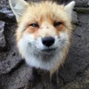 Стикер 15 Foxes