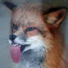 Стикер 32 Foxes