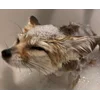 Стикер 2 Foxes