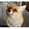 Стикер 38 Foxes