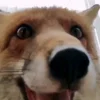 Стикер 35 Foxes