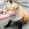 Стикер 26 Foxes