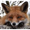Стикер 23 Foxes