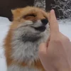 Стикер 29 Foxes