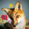 Стикер 45 Foxes