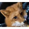Стикер 12 Foxes