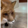 Стикер 21 Foxes