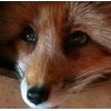 Стикер 44 Foxes