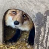 Стикер 18 Foxes