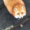 Стикер 5 Foxes