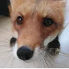 Стикер 13 Foxes