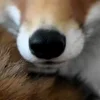 Стикер 4 Foxes