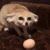Стикер 25 Foxes