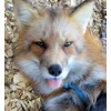 Стикер 16 Foxes