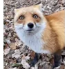 Стикер 41 Foxes