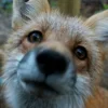 Стикер 36 Foxes