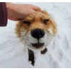 Стикер 17 Foxes