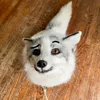 Стикер 37 Foxes