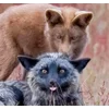 Стикер 49 Foxes