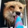 Стикер 28 Foxes