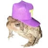 Стикер 5 🐸 Набор эмоджи с лягушками