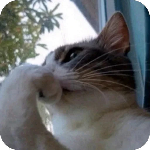 🐱 Стикер «GHcore⋆˙⟡» для Telegram