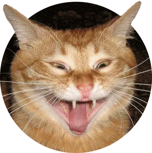 😂 Стикер «Zdorou» для Telegram