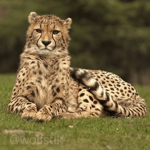 🐆 Стикер «Гепарды» для Telegram