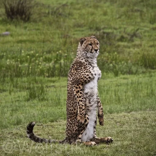 🐆 Стикер «Гепарды» для Telegram