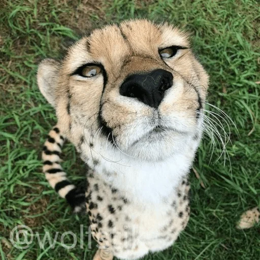 🥰 Стикер «Гепарды» для Telegram