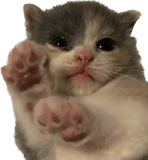 👋 Стикер «смішні котики» для Telegram