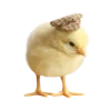 🌞 Эмодзи «⋆⁺₊⋆ ︎ ⋆⁺₊⋆» для Telegram