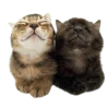 🌞 Эмодзи «⋆⁺₊⋆ ︎ ⋆⁺₊⋆» для Telegram