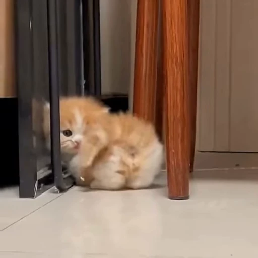 🐈 Стикер «Miomio» для Telegram