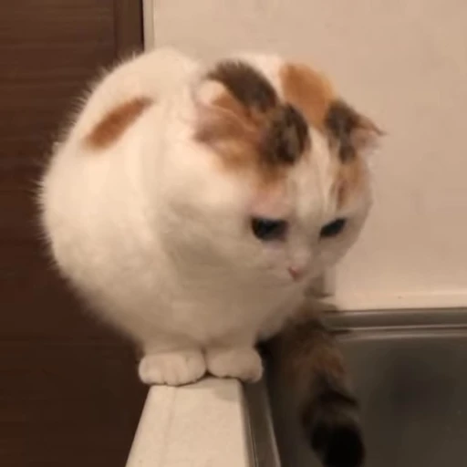 🐈 Стикер «Miomio» для Telegram