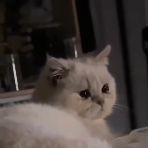 🐈 Стикер «Miomio» для Telegram