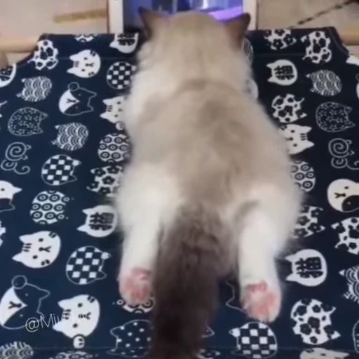 🐈 Стикер «Miomio» для Telegram