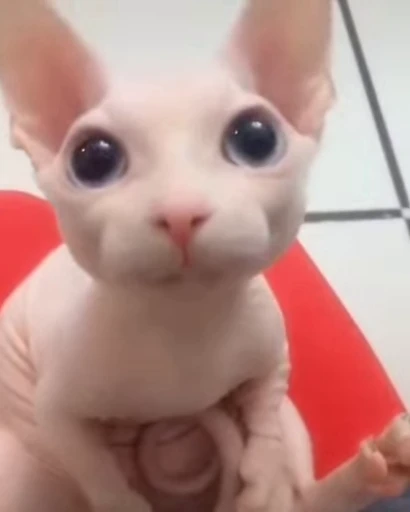 🐈 Стикер «Miomio» для Telegram