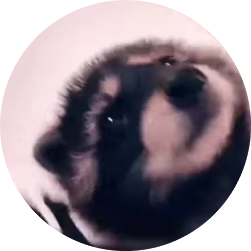 🐈 Стикер «Miomio» для Telegram