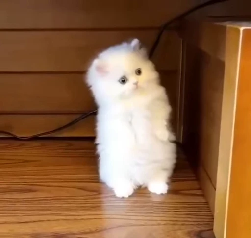 🐈 Стикер «Miomio» для Telegram