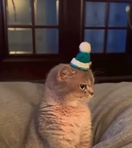 🐈 Стикер «Miomio» для Telegram